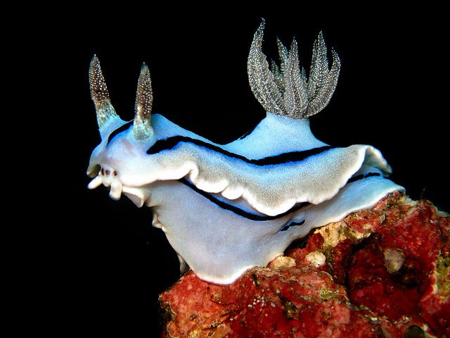 Weird_AnimaIs's tweet image. Chromodoris willani, a very strange nudibranch.