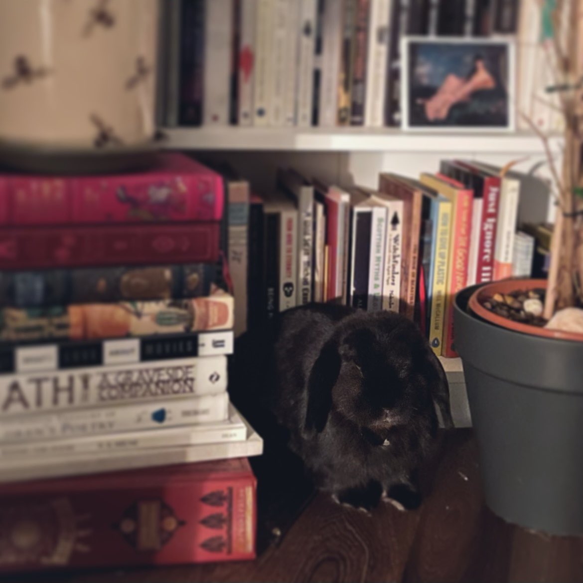 This is Nellie, the most well-read rabbit. #phdpets