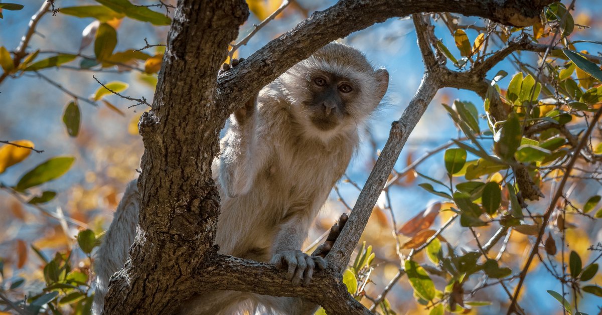 The Okavango Delta is a precious oasis. 
With #OkavangoEternal we join <a href="/NatGeo/">National Geographic</a> in their ongoing efforts to help address one of the most critical conservation challenges in Africa: bit.ly/3l1anDh

📷: Kostadin Luchansky

#debeers #buildingforever <a href="/InsideNatGeo/">National Geographic Society</a>