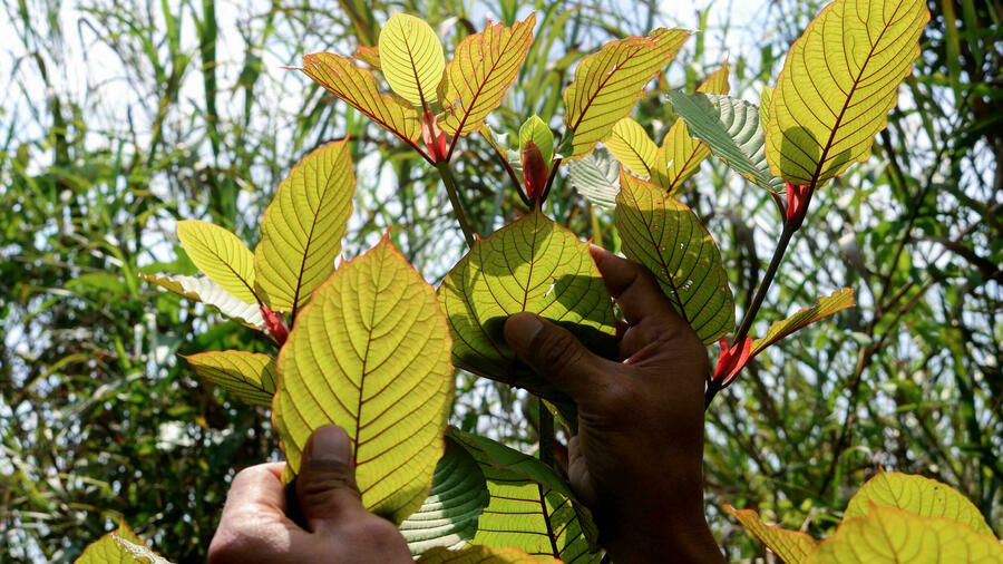 SpeciosaGuide's tweet photo. Kratom is no longer a scheduled substance in Thailand. Thai citizens are free to consume and grow kratom. The Thai government estimates it'll save an equivalent of $50 million in prosecution penalties. 
#kratom #keepkratomlegal
https://t.co/42vF6VVs1D https://t.co/e6ptEYBS6E