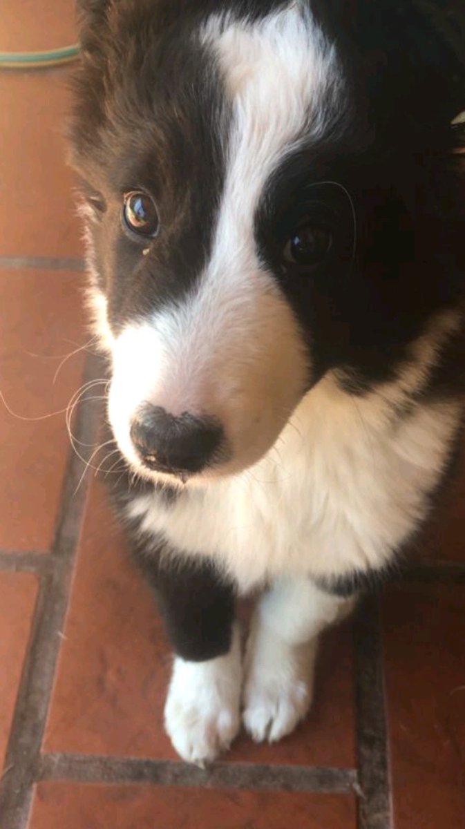 wybvelez's tweet photo. @5S0BRIEN mi perrito, re si https://t.co/3tHWBI3kyu