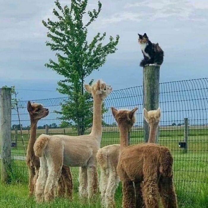 domdyer70's tweet photo. Ok listen up there will be a major protest outside Defra HQ in London on Wednesday against the killing of Geronimo &amp; badger cull please be there if you can #Geronimothealpaca https://t.co/YhOLhCIktf