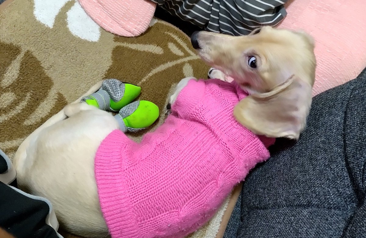 犬のオナラ 犬のオナラ