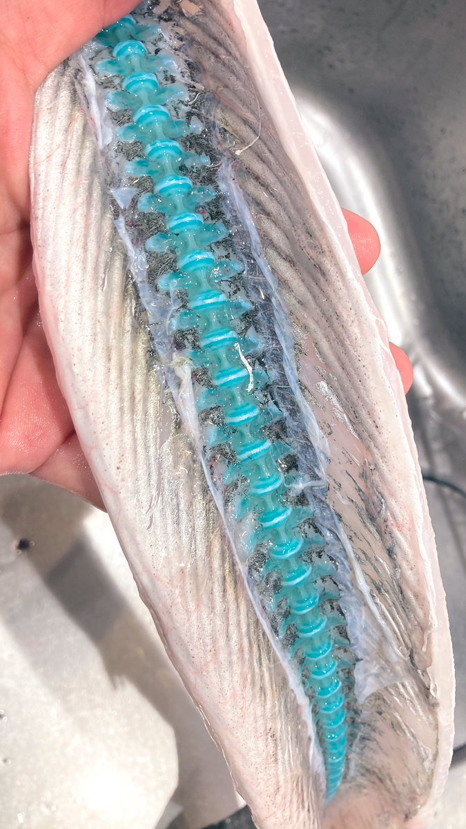 プラスチックのオモチャみたい 釣った魚を開いたら 背骨がめっちゃ青かった 水族館に理由を聞くと 全文表示 Jタウンネット