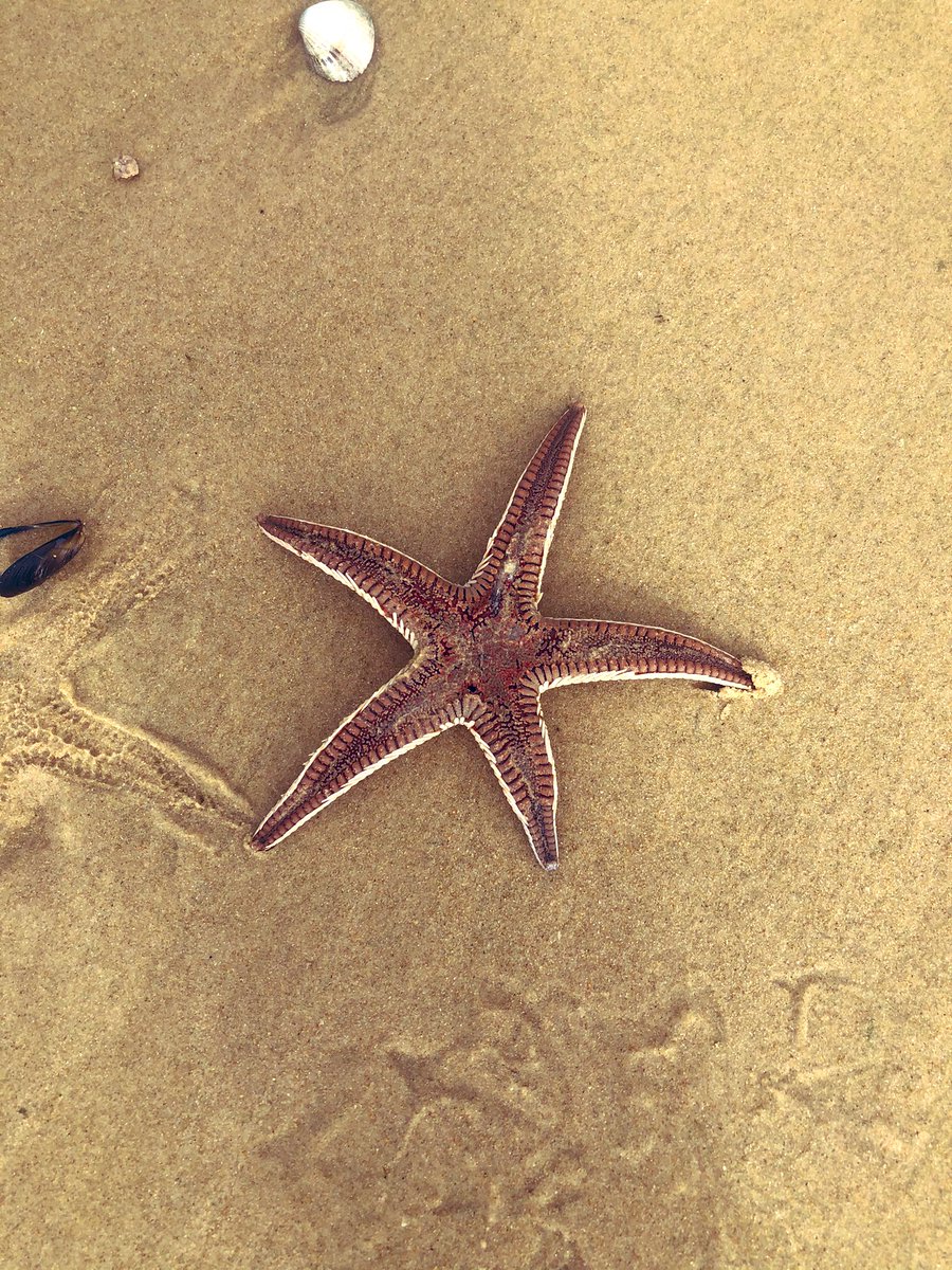 Thalkirchen's tweet photo. Am Wegesrand #Strandwanderung https://t.co/69Tz9CwVZ5