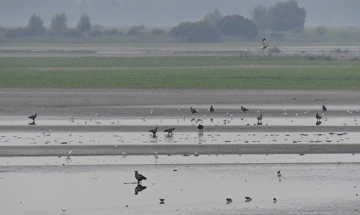 Groot aantal onvolwassen zeearenden in de Oostvaardersplassen, 18 exemplaren tegelijk gespot. Gisteren werd met 16 vogels al een jaarrecord geboekt vandaag konden we er 18 noteren. NL-record?! Op de foto's 11 van de 18  @OVP <a href="/SBB/">سعيد عبيد بن بطي</a> <a href="/omroepflevoland/">Omroep Flevoland</a> @manopdedijk @vogelvaartochten