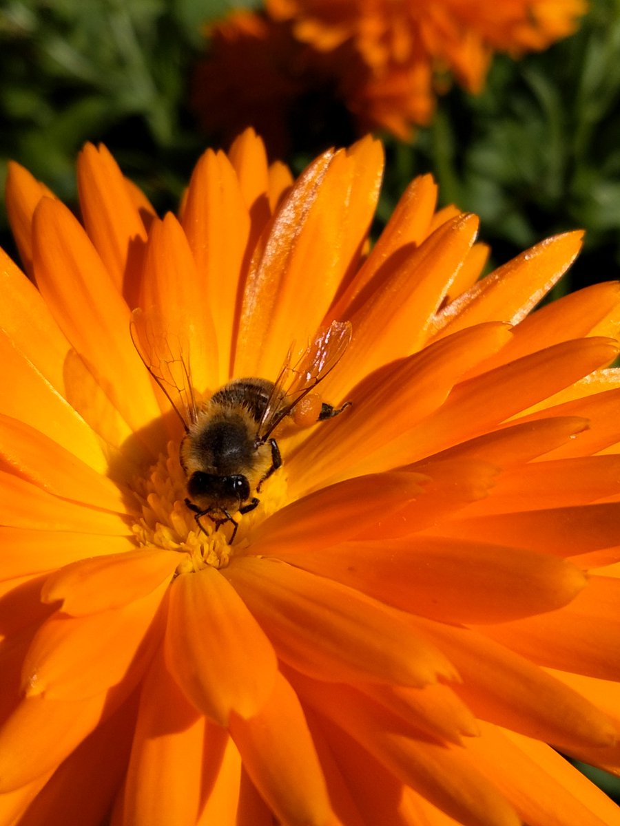 Lots of orange pollen for @Greengrumbler bees today.  Hopefully building up their reserves?