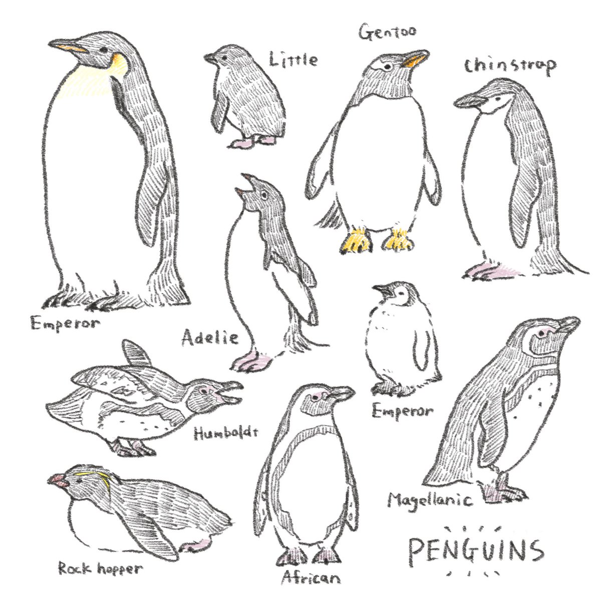 🐧PENGUINS🐧 