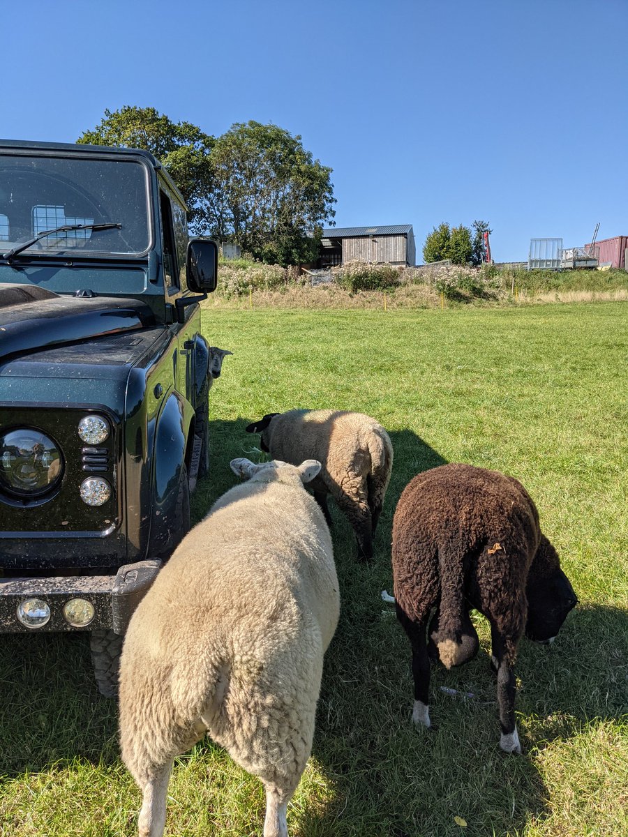 Kim_Rural's tweet photo. Some extra Defender shaped shade for the boys, because damn its hot out there! #hotsheep #indiansummer #moreshade https://t.co/sQM89R6Soo