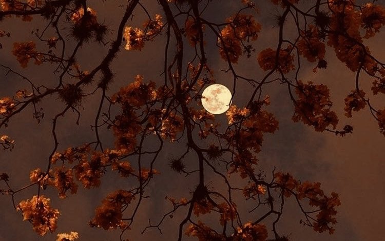 myelessar's tweet image. imagine celebrating halloween in the shire