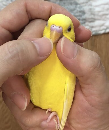 ルチノー ルチノー