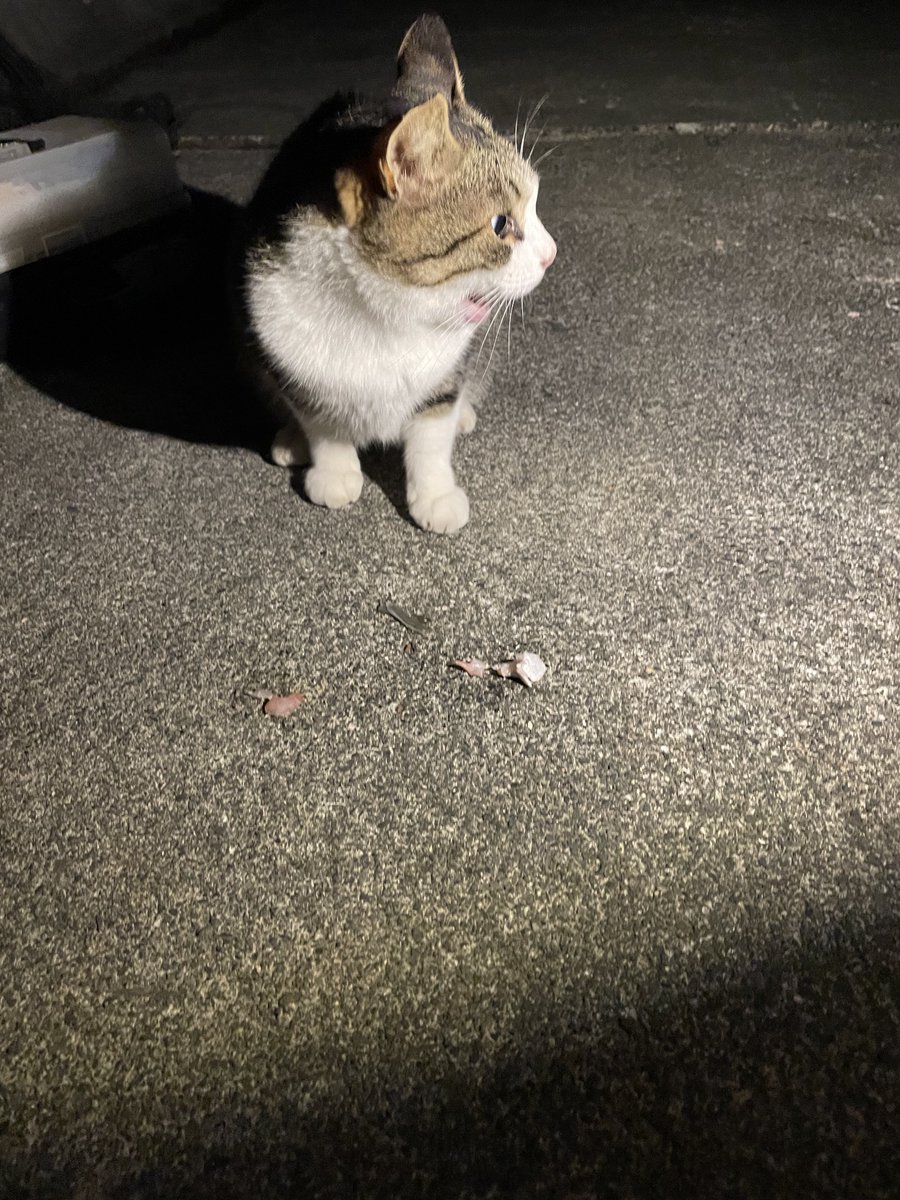 昨日深夜に呟いてたんだけど釣りしてる時に野良にゃーんちゃんがきたんだよね🐱 
魚が釣れるまで一緒にいてくれてとても癒されました☺️ 
ちなみに名前をつけました。
『倉田』です。可愛い名前だねテキトーにつけないよホントだよ。 