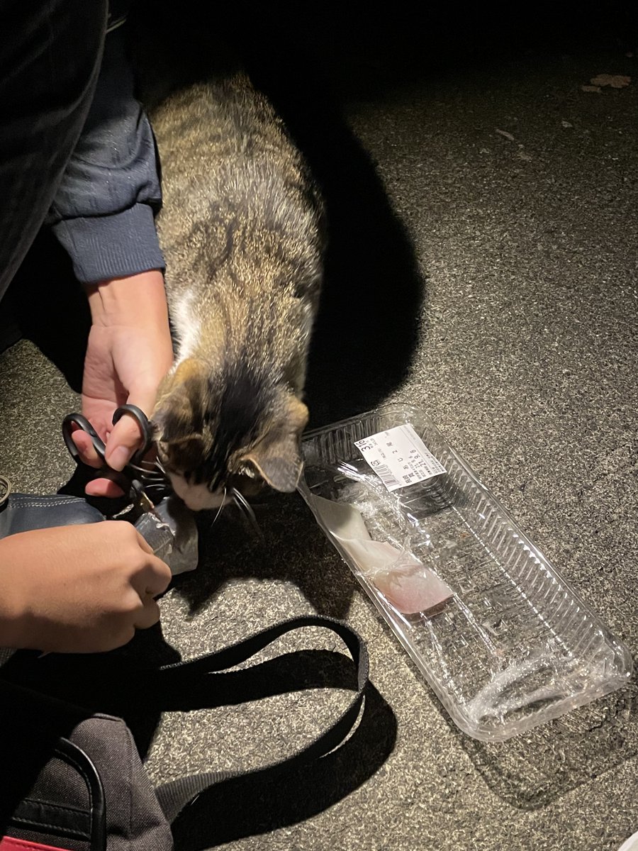 昨日深夜に呟いてたんだけど釣りしてる時に野良にゃーんちゃんがきたんだよね🐱 
魚が釣れるまで一緒にいてくれてとても癒されました☺️ 
ちなみに名前をつけました。
『倉田』です。可愛い名前だねテキトーにつけないよホントだよ。 