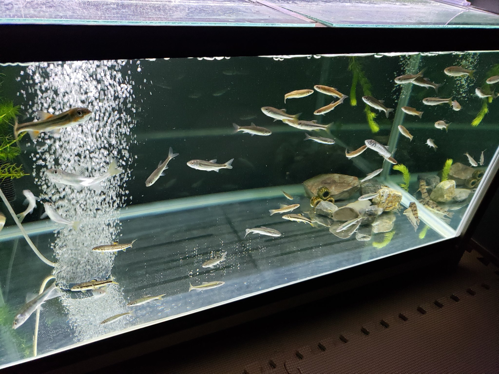 日本淡水魚 日本淡水魚水槽 T Co Xz699kfxkx Twitter 日本淡水魚 日本淡水魚水槽 T Co Xz699kfxkx Twitter
