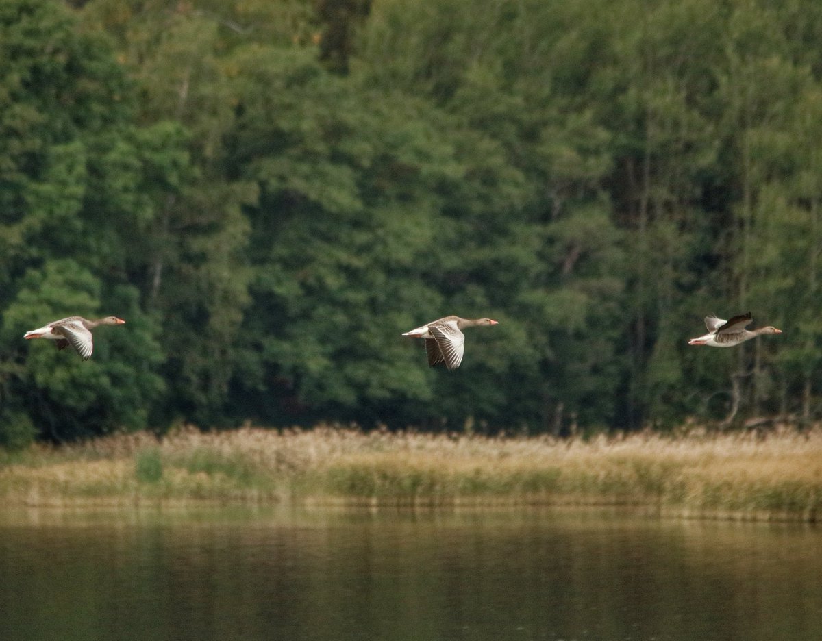 Greylag geese flying by Fastholma birdtower 6.9.2021. I think. Or some other geese.
#merihanhi #greylag #greylaggoose #greylaggeese #anseranser #lintu #bird #birdphotography #birdpics #birdphoto #birdpicture #birdwatching #fastholma #fastholmanlintutorni #helsinki #finland #gosro https://t.co/nTXyfWsVza