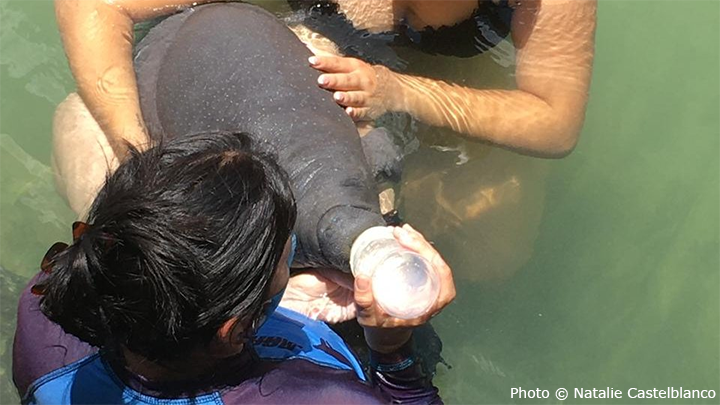 savethemanatee's tweet photo. Today is #InternationalManateeDay and we are featuring our international partners from Wildtracks Belize, @AfricanAquatic, @FINS_NGO and the Amazon Estuary Research and Conservation Network (SEA) in Brazil!
Learn more at https://t.co/5xYVgMIXiy &amp; donate https://t.co/Va4FZrC1sU https://t.co/GdpimrYHQw