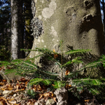 Photo by Compagnia Foreste (@CompagniaForest)