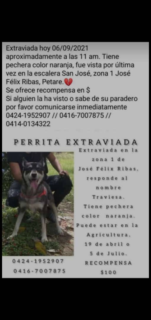 PerroUsuario's tweet photo. #SeBusca Petare RT @kimsalaya: Esta perrita está perdida. Por favor, ayúdenme a difundir. Su dueña está muy preocupada  https://t.co/YbqR3FVUNi