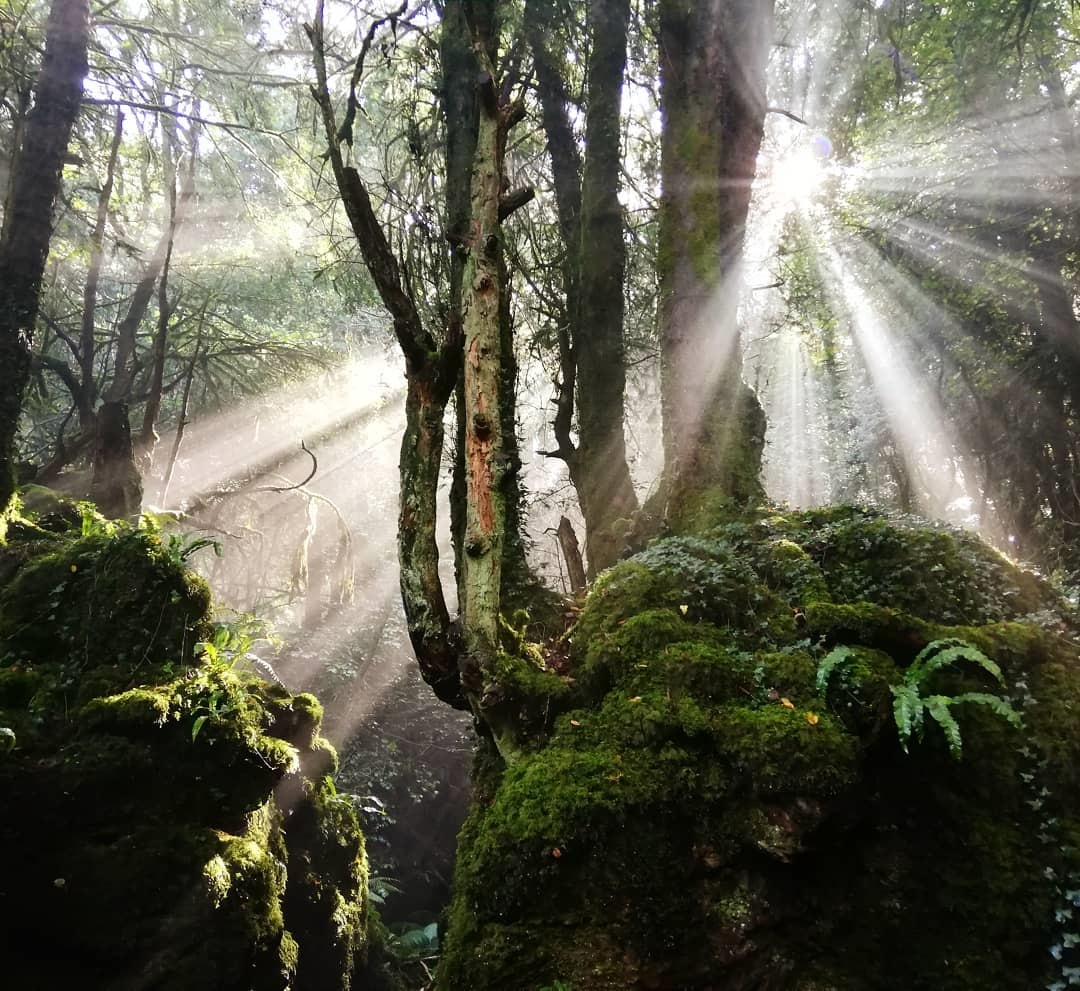 puzzlewoodfod tweet media