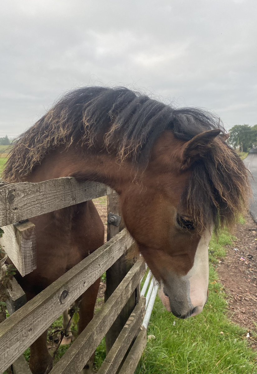 Equitotslanark's tweet photo. Zoom is turning into the most handsome young man 💕 #WelshC #HomeBredFoal #Proud https://t.co/JFXsj12Iyh