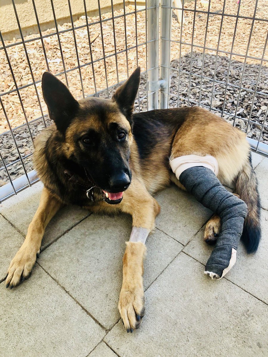 SDSheriff's tweet photo. Just like any doggo, he doesn’t like his meds. Solution? Yummy peanut butter.🤫 Cezar will be off duty for the next two weeks to receive tons of TLC. He’ll then return to training with his handler @SDSheriff Deputy Avedesian to warm up his leg for runs and jumps over obstacles. https://t.co/eZD1puimzY