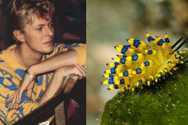 David Bowie and Sea Slugs is a thing. Who ever knew?

bowiebranchia.tumblr.com/?mc_cid=c42043…