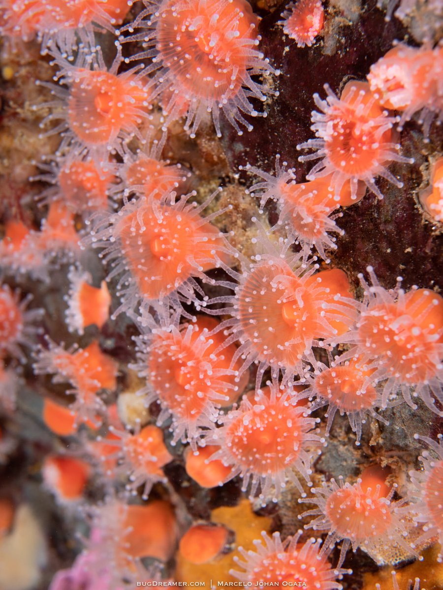 AlgaeBarn's tweet image. “You will love the ocean. It makes you feel small, but not in a bad way. Small because you realize you’re part of something bigger.” – Lauren Myracle
.

.

.

📸Picture credit to @_bugdreamer_ 

.

.

.

#bugdreamer #biodiversity #underwaterworld #marinelife #sea #ocean #nature