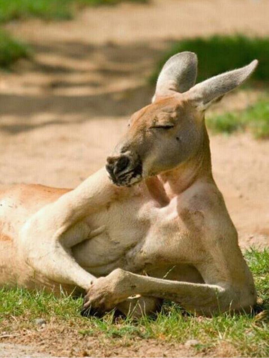 CorundomRuby's tweet image. 그대 콧구멍에 졸리운 바람이 가득 몰려와
두 손을 모으고 겸손하게 
한낮의  꿈속을 노니네..
그곳에는 나의 게으른 두 눈도 
허무한 꿈의 날들을 좇아 
가시덤불의 부쉬 위를 노닐고 있네..