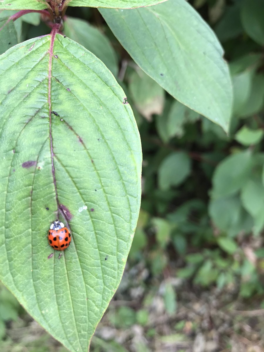MrsBatemanFS's tweet image. A great start to Forest schools this week with bug spotting and seeing and tasting fruit straight from the tree. @UnityBlackpool