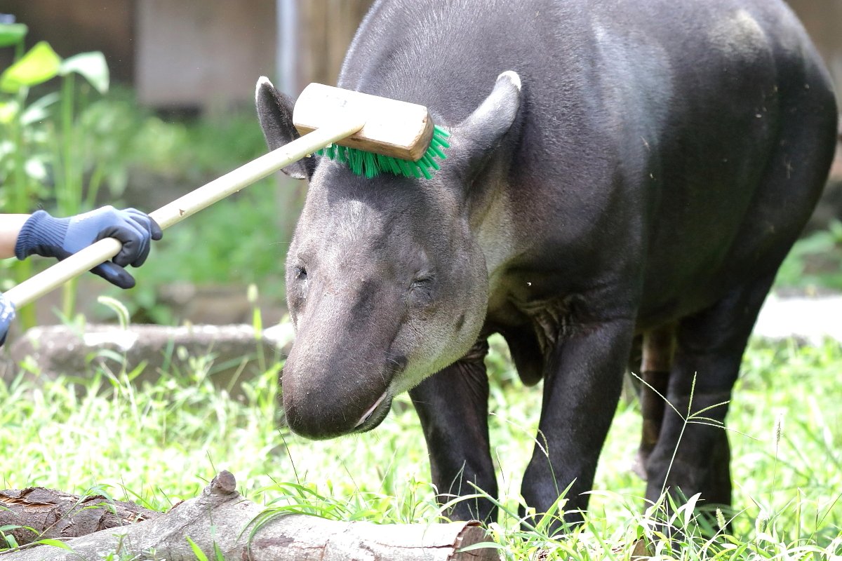 横浜市 金沢動物園にある ベアードバク専用デッキブラシ 見つけると駆け寄り 恍惚ゴロンしてかわいい 気持ちよさそう Togetter 横浜市 金沢動物園にある ベアードバク専用デッキブラシ 見つけると駆け寄り 恍惚ゴロンしてかわいい 気持ちよさそう Togetter