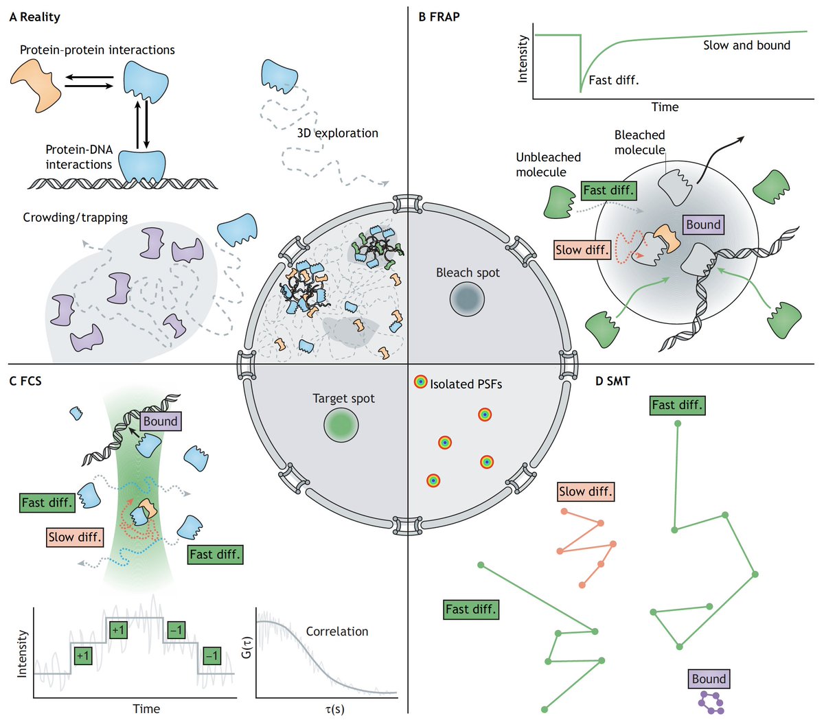 Highly recommend this review - beautifully illustrated, comprehensive, and thoughtful discussion of how to carry out single-molecule imaging of gene regulation in live cells, and what we can and cannot learn: journals.biologists.com/dev/article/14…