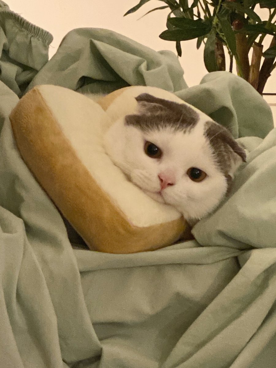 jiewliewnjiggo's tweet image. รับขนมปังสังขยาสักชุดมั้ยคะ 🍞🍵