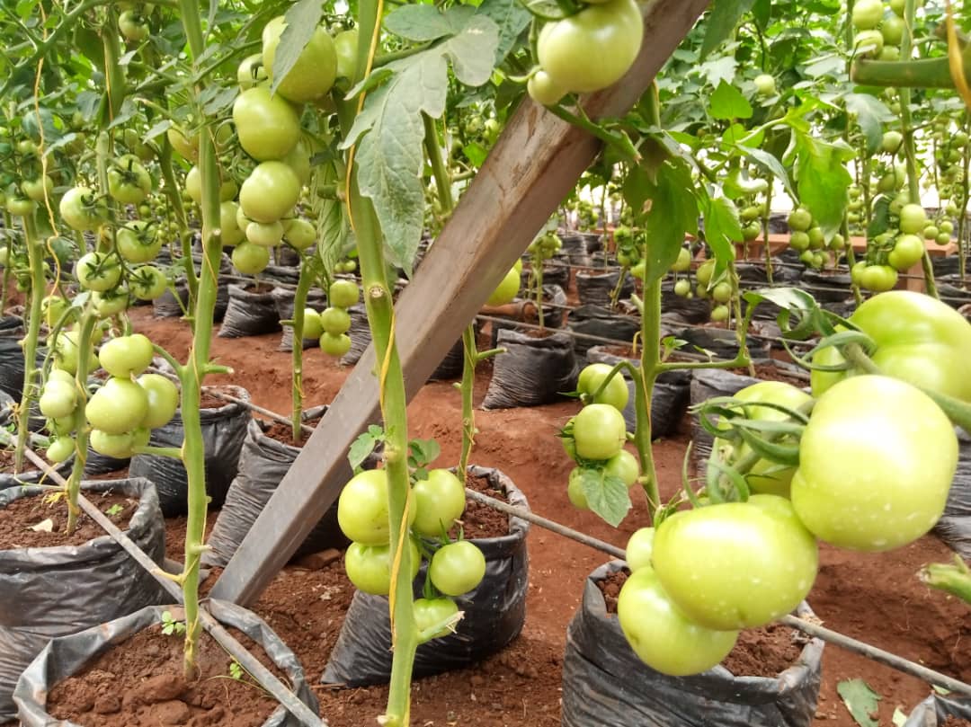 SaipCdat's tweet photo. Smallholder farmers supported by #SAIP in @RwamaganaDistr have embraced greenhouse farming as part of #SAIPs efforts to promote commercial agriculture. Farmers planted tomatoes in the greenhouse and the yield looks amazing. https://t.co/NPNs5Uji3j