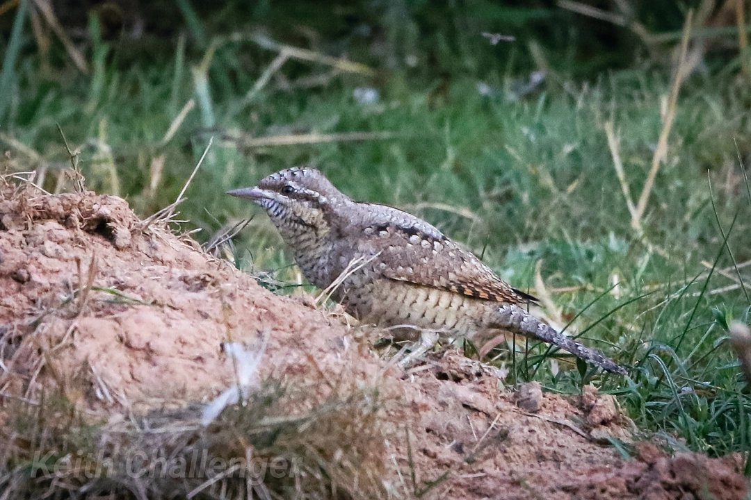 KeithChallenge1's tweet image. Always nice to get a first..Wryneck at Groby Pool early this morning..best views are from the field imo😊 #lros #rarebirds