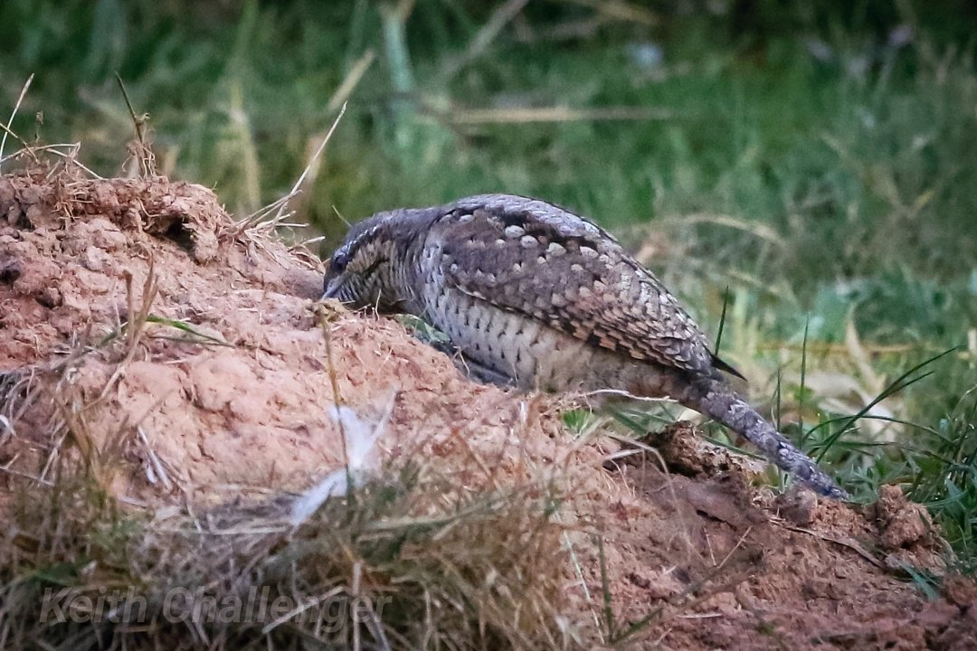 KeithChallenge1's tweet image. Always nice to get a first..Wryneck at Groby Pool early this morning..best views are from the field imo😊 #lros #rarebirds