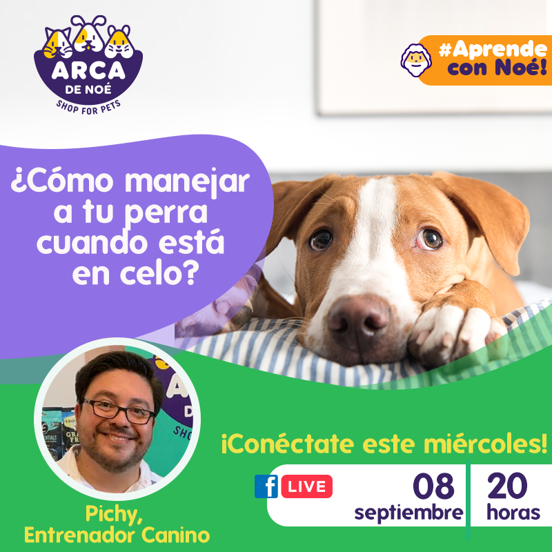 #AprendeConNoé🐾😍
Productos, tips, manejo y limpieza de tu perra y tu casa cuando ella está en celo. No te pierdas este live lleno de información que te ayudará  resolver esa difícil etapa en una hembra.🐕‍🦺🐾

¡No te lo pierdas! 🤩
#ArcaDeNoé #ShopForPet #Pichy 🐾💖