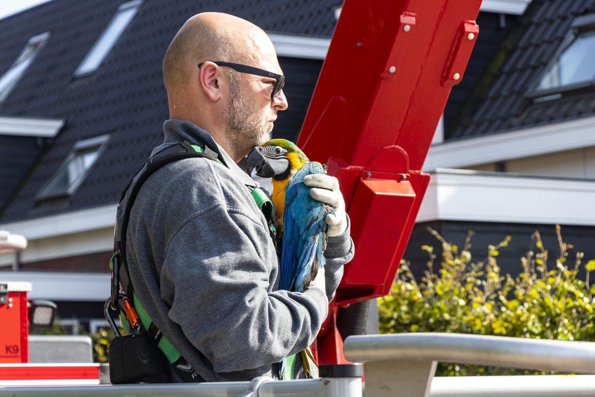 Kijk, <a href="/BakkerFloris/">Floris Bakker</a>: relevant #dierennieuws. De #brandweer kwam met een hoogwerker naar #Veen om een #papegaai te redden: bit.ly/3kUAI5K

foto: <a href="/Jurgenversteeg1/">Jurgen Versteeg</a>