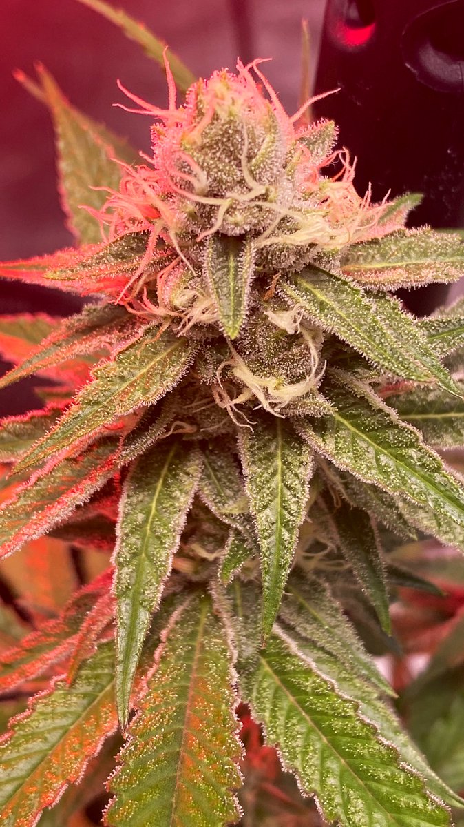 EmeraldZoo's tweet photo. Now maximizing their environment they fill it with the most pungent sweet lemony aroma. Nice long red Pistil an thick sticky Calyx. Trichome production is in overdrive now. Loving the nice cool morning air while dancing in the breezes.975 µmol/42.1 mol just below canopy #EZStyle https://t.co/6SNX0UiYN4