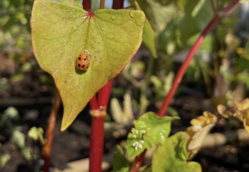 "How to Begin Well: Thoughts for the Start of a School Year" Panel on 9/9 (6-7pm ET) w/ Alin Bennett @educationreimagined, Orly Friedman <a href="/RedBridgeEdu/">Red Bridge Education</a>, Miguel Gonzalez <a href="/DirectorEmbark/">l</a>, <a href="/WendyOstroff/">Wendy L. Ostroff</a>, and Denise Pope <a href="/StanfordEd/">Stanford Graduate School of Education</a>  Register (free) at slateschool.org/panel-registra…