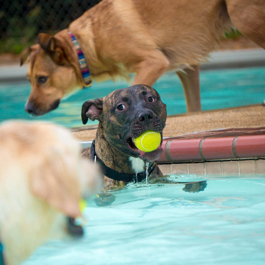 DC Parks & Recreation #WhereFunHappens tweet media