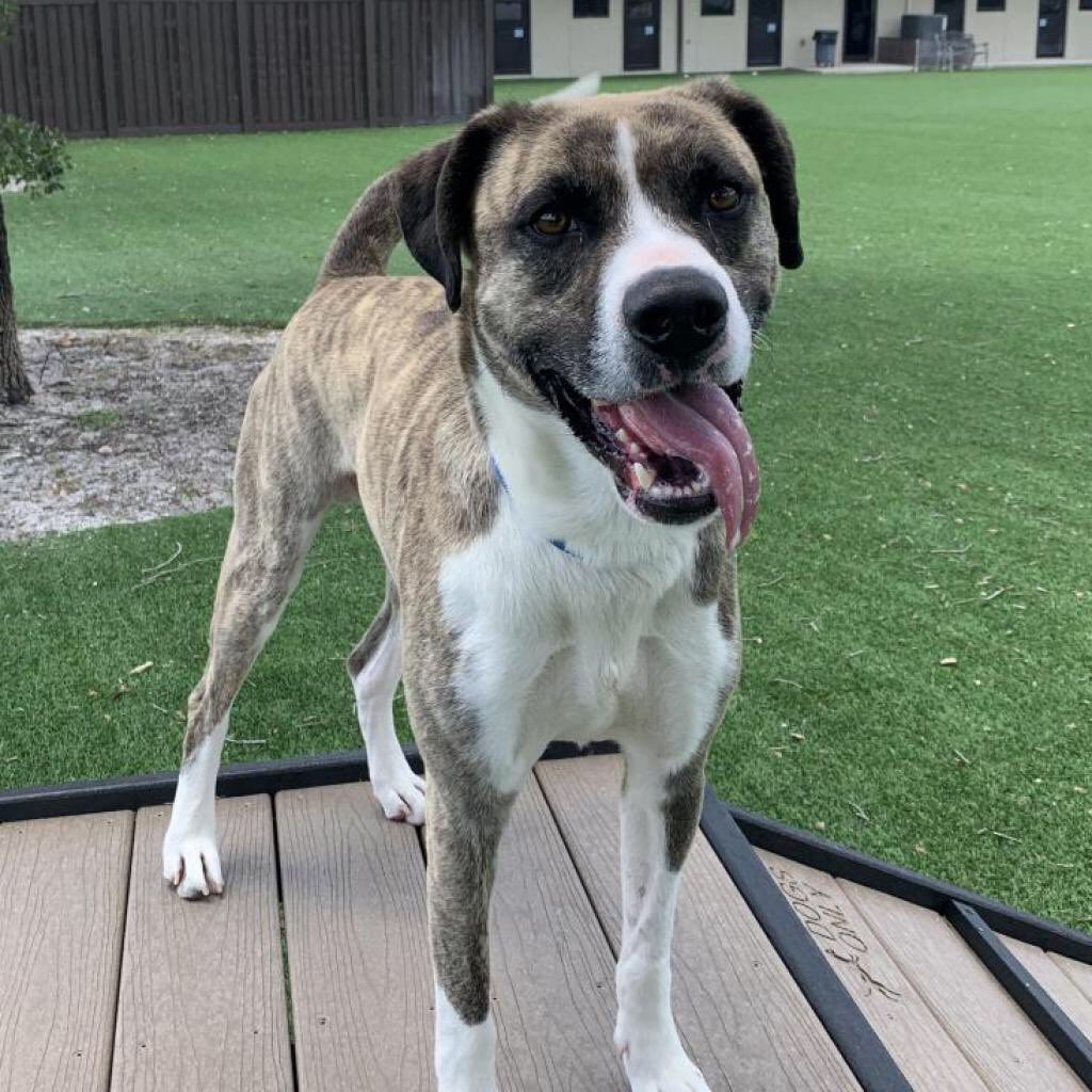 Why Does My Dog Heavy Sigh