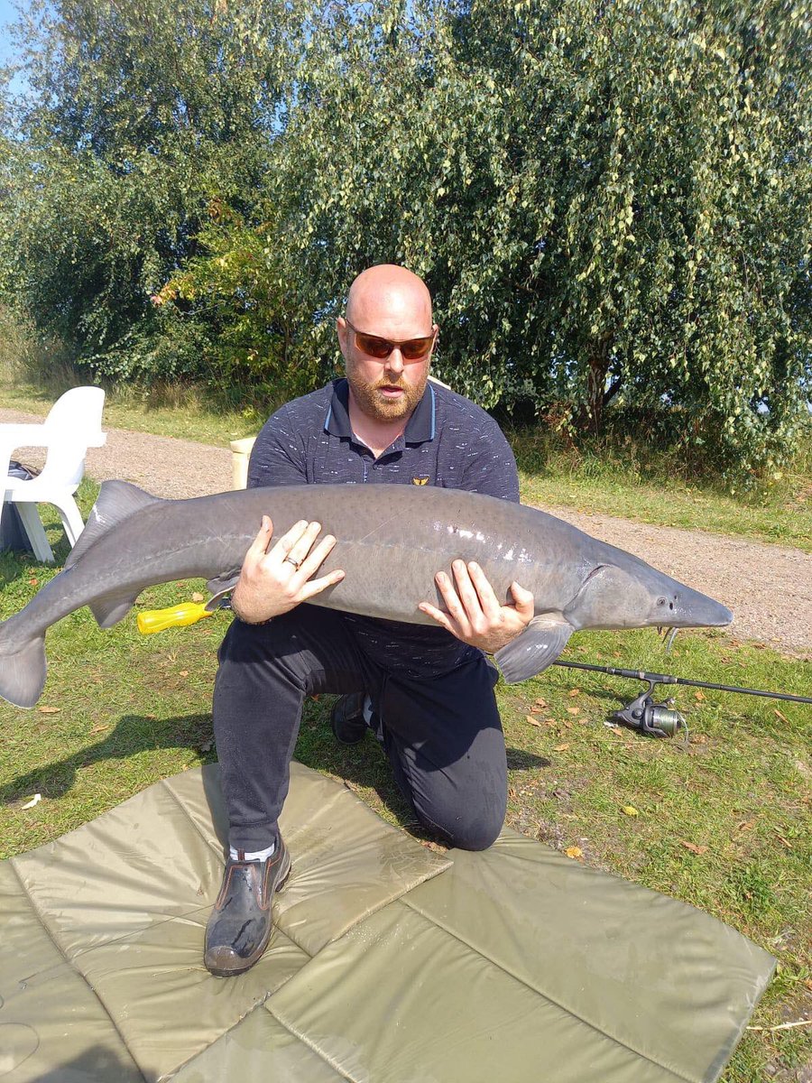 #steurvissen #karpervissen #visvijver #visbeleving #drenthe #groningen #forelvissen