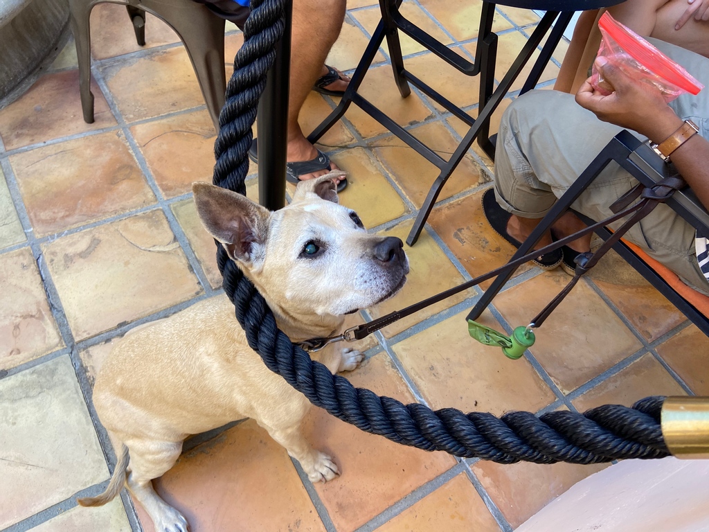 Lovely Cookie prefers an outdoor table...
Come and visit us (doggie welcome) at our Tasting Room in downtown Sonoma!  
Link in profile.