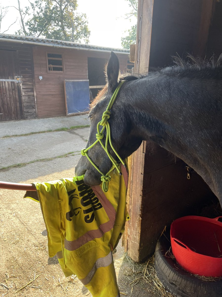 JoannaHolland80's tweet image. Desensitised in one day 😅😂 all by himself playing around 😅😂 need a new high viz coat as mine is ruined now 😂 #threeyearold #bodminmoorpony