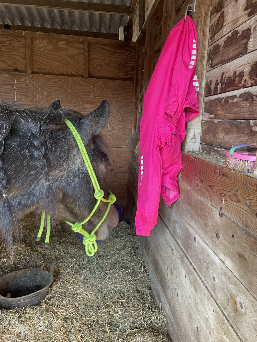 JoannaHolland80's tweet image. Desensitised in one day 😅😂 all by himself playing around 😅😂 need a new high viz coat as mine is ruined now 😂 #threeyearold #bodminmoorpony