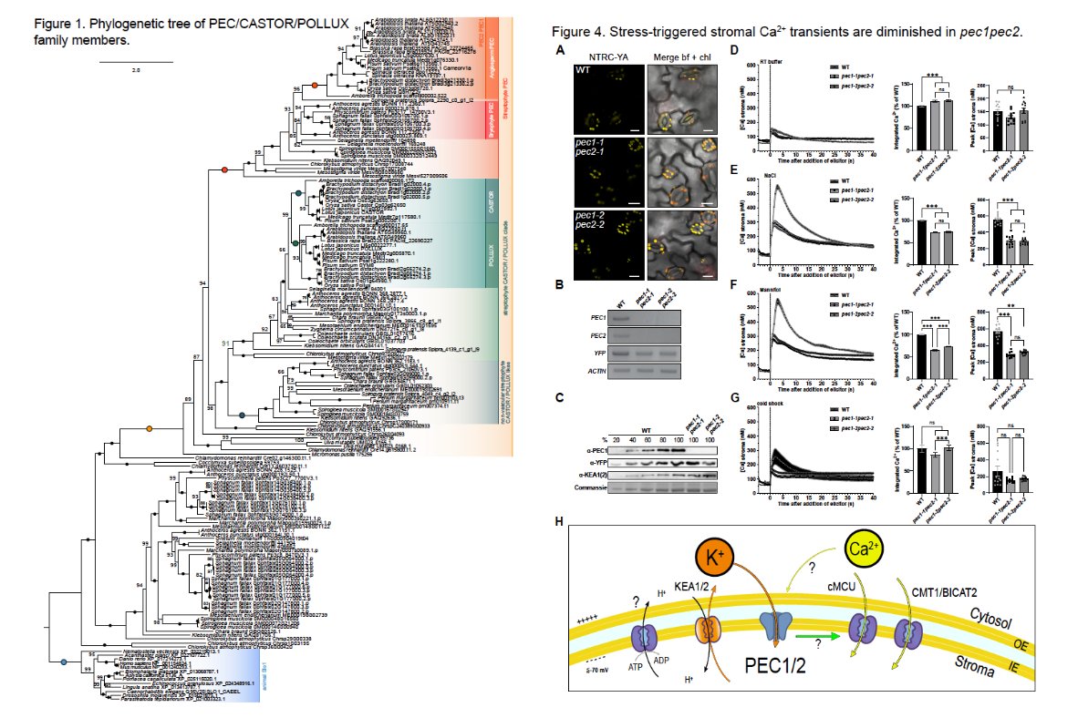 Very happy that we ( <a href="/AmraD05/">Amra Dhabalia Ashok</a> ) were able to contribute to this awesome effort spearheaded by @KunzLab now online <a href="/PlantPhys/">Plant Physiology</a> — Two #plastid #POLLUX ion channel-like #proteins are required for #stress-triggered stromal Ca2+ release || #plantsci #plants academic.oup.com/plphys/advance…