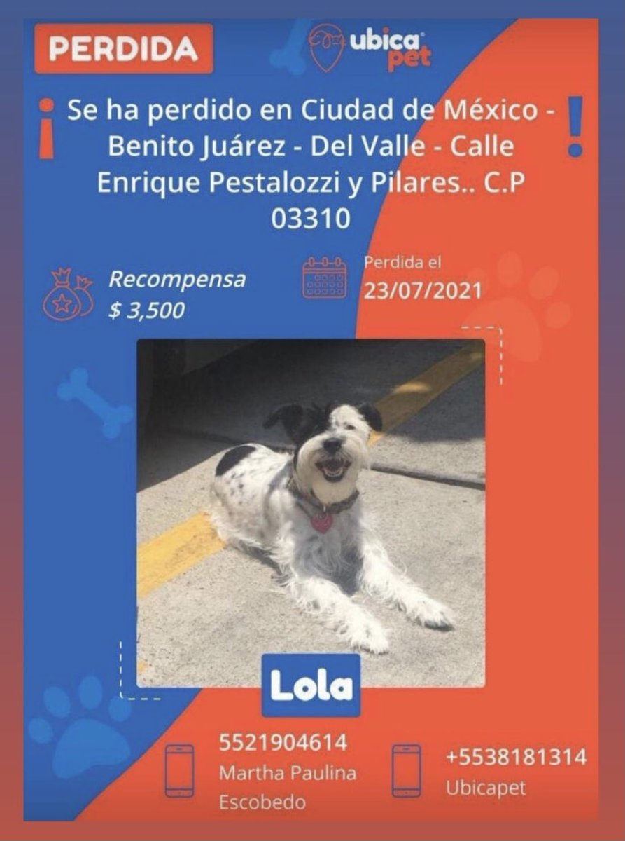 Sofia Elena Ibarra (@sofiaelena7) on Twitter photo Ya la llevan buscando muchos semanas y no aparece. 😢
Compartan y ayúdenla a regresar a casa.
<a href="/MascotasSismo/">Mascotas Sismo</a> <a href="/PrrosPerdidosMX/">PerrosPerdidosMx</a> <a href="/mascotasdifunde/">Difusión de mascotas</a> <a href="/losbuscamos_col/">Animalitos Perdidos</a> <a href="/ColDelValleBJ/">Colonia Del Valle, Benito Juarez, #CDMX</a> <a href="/lawera33/">Perros Encontrados sin su dueño</a> Ya la llevan buscando muchos semanas y no aparece. 😢
Compartan y ayúdenla a regresar a casa.
<a href="/MascotasSismo/">Mascotas Sismo</a> <a href="/PrrosPerdidosMX/">PerrosPerdidosMx</a> <a href="/mascotasdifunde/">Difusión de mascotas</a> <a href="/losbuscamos_col/">Animalitos Perdidos</a> <a href="/ColDelValleBJ/">Colonia Del Valle, Benito Juarez, #CDMX</a> <a href="/lawera33/">Perros Encontrados sin su dueño</a>