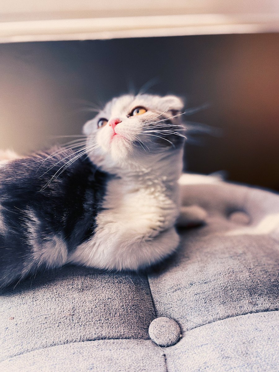 oobnet service provider tweet media