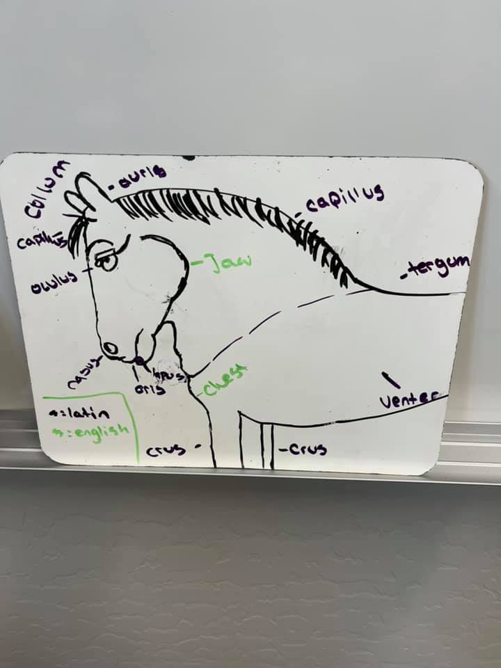 etclassics's tweet photo. Check out this #elementarylatin project that Magistra Donna Seidman did with Body Parts - great for the #ExploratoryLatinExam https://t.co/mvNanTW6Ux