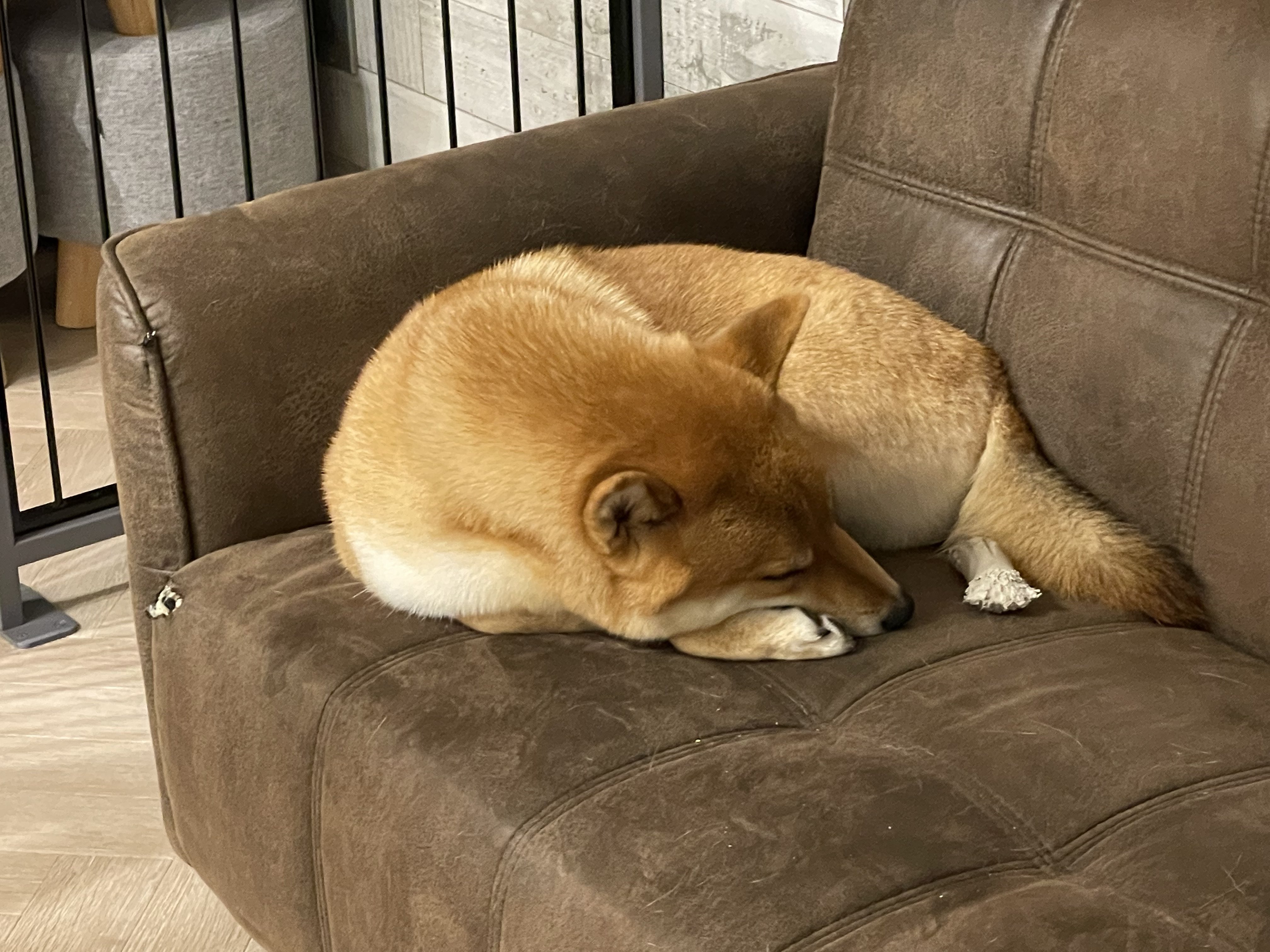 柴犬のマルク おやすみマルクん まるまるマルクんキュート キュートシリーズ おやすみ おつかれ また明日 もう今日 犬好きさんと繋がりたい T Co Otqeyckos5 Twitter